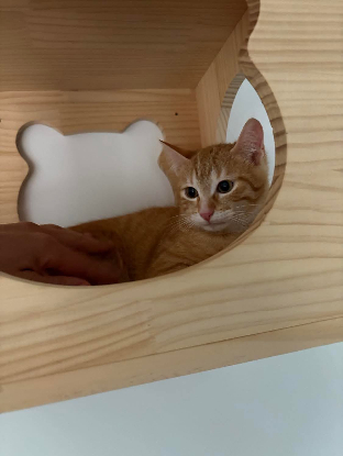 Adopter Nino