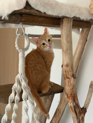 Adopter Nino