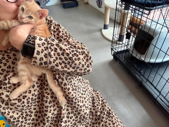 Adopter Phoenix