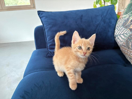Adopter Phoenix