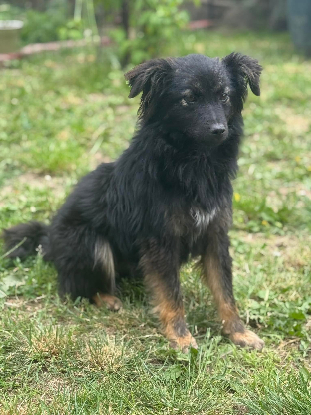 Adopter Nyx