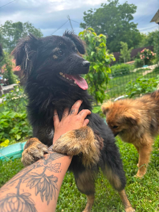 Adoption Nyx