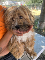 Adopter  chien : Leon