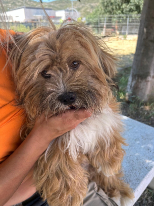 Adopter Leon