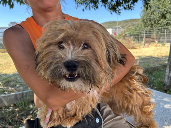 Adoption Leon