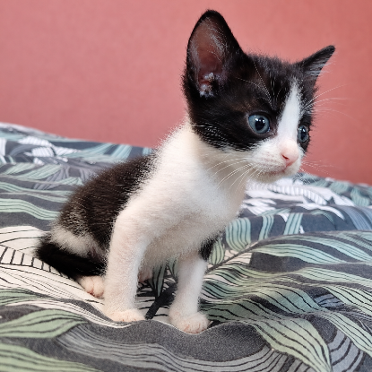 Adopter Groseille