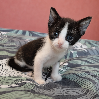 Adopter Groseille