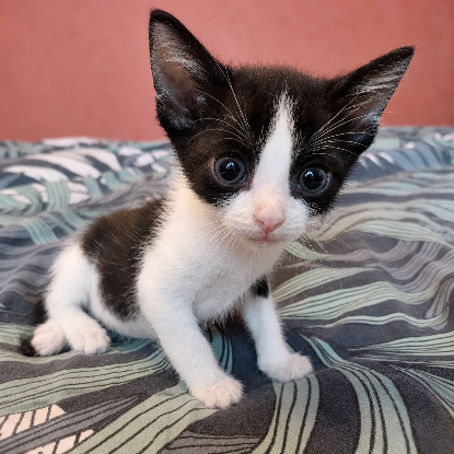 Adopter Groseille