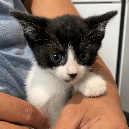 Adopter Felix