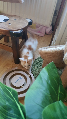 Adopter Nougat