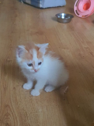 Adopter Tiroux