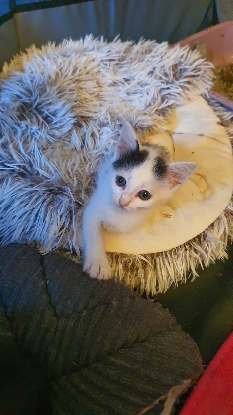 Adopter Domino