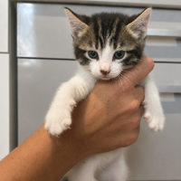 Adopter  chat : Cactus
