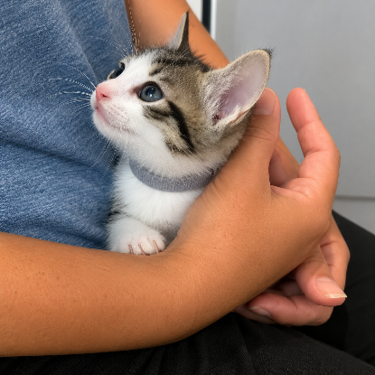Adopter Hareng