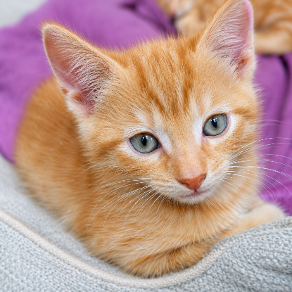 Adopter Harry