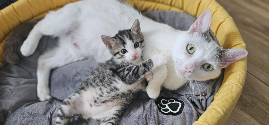 Adopter Harry et diana