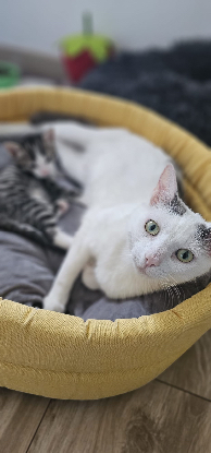 Adopter Harry et diana
