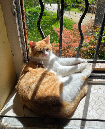 Adopter Roxane