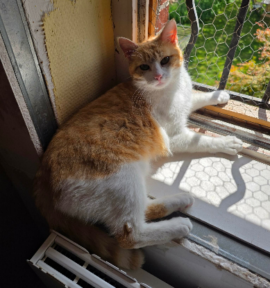 Adopter Roxane