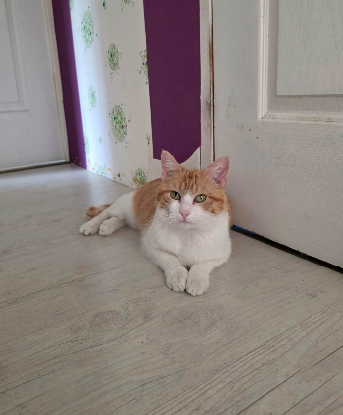 Adoption Roxane