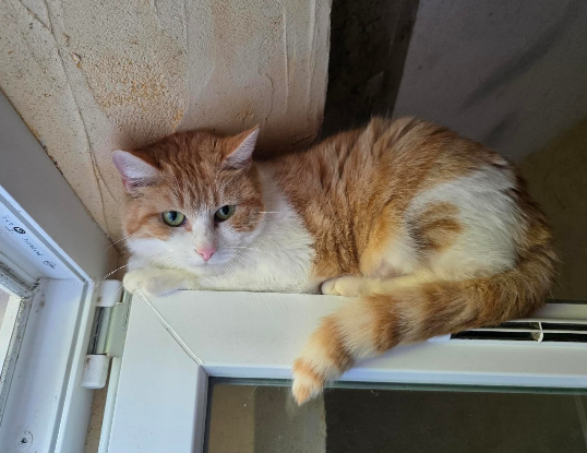 Adoption Roxane