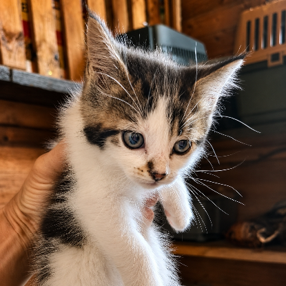 Adopter Bianca