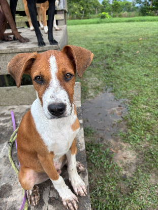 Adopter Santos