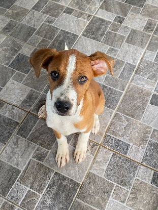 Adopter Santos