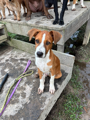 Adopter Santos