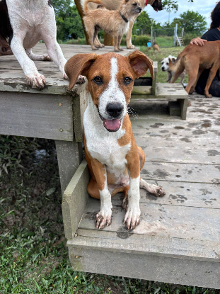 Adoption Santos