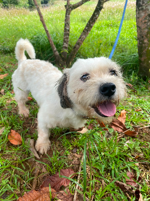 Adopter Duncan