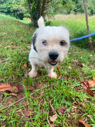 Adopter Duncan
