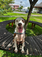 Adopter  chien : Lal