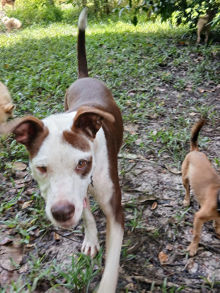 Adopter Lal