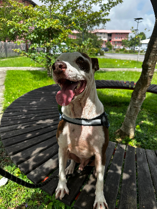 Adopter Lal