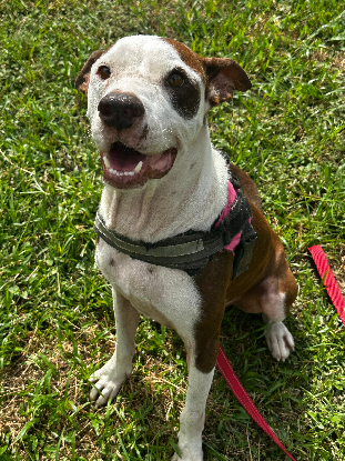 Adoption Lal