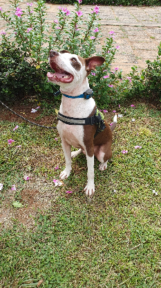 Adoption Lal