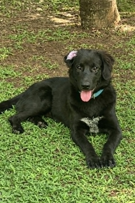 Adopter Cookie