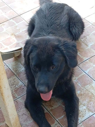 Adopter Cookie