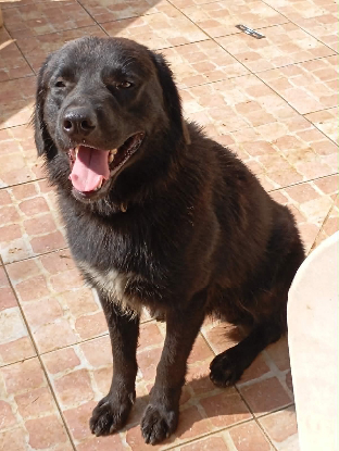 Adopter Cookie