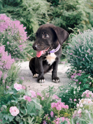 Adopter Siera