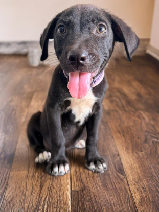 Adopter Siera