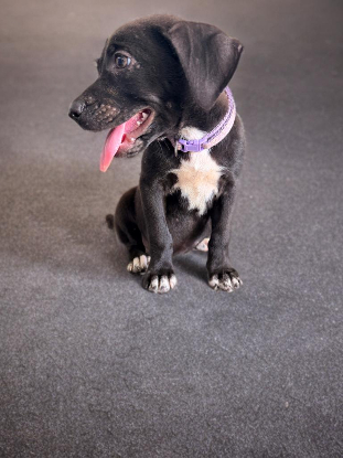 Adopter Siera