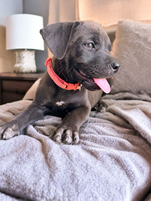 Adopter Kira