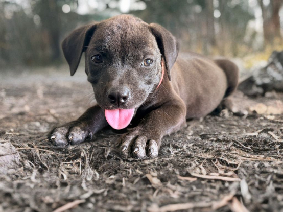 Adopter Kira