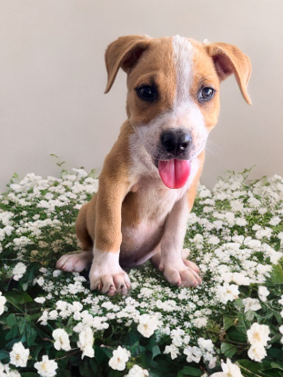Adopter Lethia
