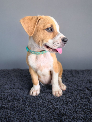 Adopter Lethia