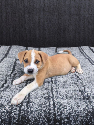 Adopter Lethia