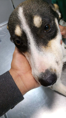 Adopter Kenza