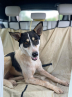 Adopter  chien : Kenza